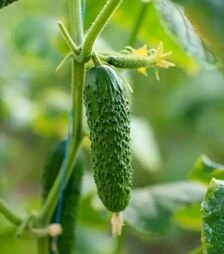 Семена огурца Аскольд F1, п.е. 500 семян (NongWoo Bio)