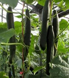 Насіння огірка Віста F1, п.о. 1 тис. насінин (Semo)