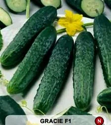 Насіння огірка Грація F1, п.о. 1 тис. насінин (Semo)