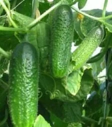 Семена огурца Евро Пик F1, п.е. 1 тыс. семян (United Genetiks)