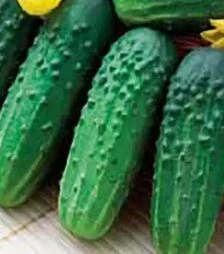 Насіння огірка Іра F1, п.о. 1 тис. насінин (Коуел)