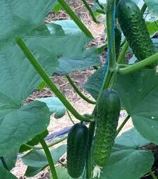 Насіння огірка Ірленд F1, п.о. 500 насінин (Enza Zaden)