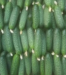 Семена огурца Кассиус F1, п.е. 1 тыс. семян (Innova Seeds)