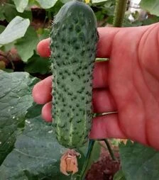 Семена огурца Коломбо F1, п.е. 1 тыс. семян (Libra Seeds)