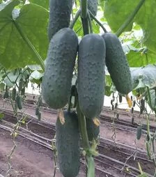 Семена огурца КС 70 F1, п.е. 500 семян (Kitano Seeds)