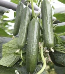 Насіння огірка КС 930 F1, п.о. 100 насінин (Kitano Seeds)