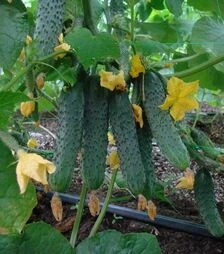 Насіння огірка Мамлюк F1, п.о. 1 тис. насінин (Breeding Seeds)