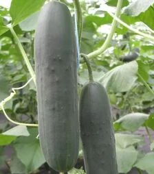 Насіння огірка Маркіза F1, п.о. 1 тис. насінин (Semo)