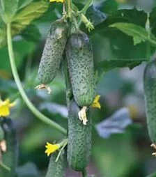 Семена огурца Наско 104 F1, п.е. 1 тыс. семян (Nasko)