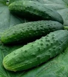 Семена огурца Патриот F1, 1 кг (Moravoseed)