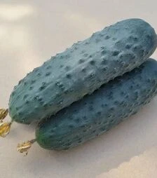 Семена огурца Пикскор F1, п.е. 500 семян (Nunhems)