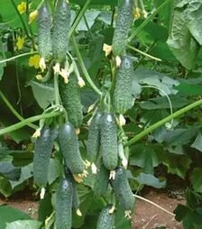 Семена огурца Платина F1, п.е. 1 тыс. семян (Nunhems)