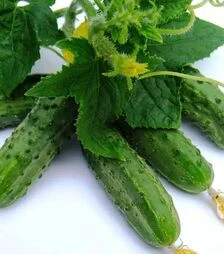 Насіння огірка Регал F1, 500 г (Clause)