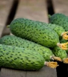 Насіння огірка Ронел F1, п.о. 500 насінин (Enza Zaden)