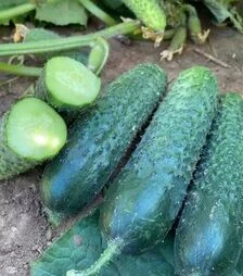 Семена огурца Рубинштейн F1, п.е. 1 тыс. семян (Rijk Zwaan)