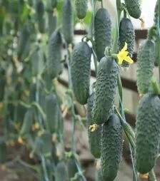 Семена огурца Сатоми F1 (КС 84), п.е. 500 семян (Kitano Seeds)