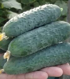 Семена огурца Северин (Е23р.16087) F1, п.е. 500 семян (Enza Zaden)