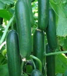 Семена огурца Твенти F1, п.е. 1 тыс. семян (Moravoseed)