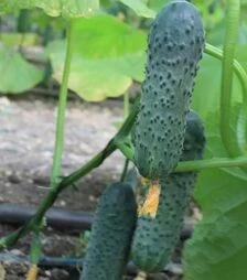 Семена огурца ТС 17-2009 F1, п.е. 500 семян (Solare Sementi)