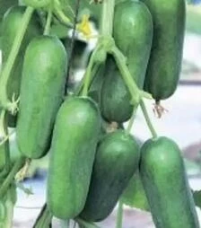 Семена огурца Фонтина F1, п.е. 1 тыс. семян (NongWoo Bio)