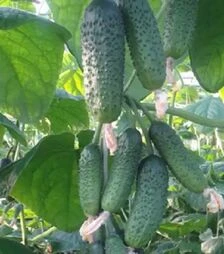 Насіння огірка Фрайзер F1, п.о. 500 насінин (Sakata)