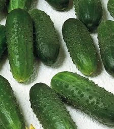 Семена огурца Маринда F1, п.е. 1 тыс. семян (Seminis)