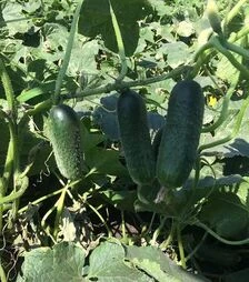 Насіння огірка Убеда F1, п.о. 1 тис. насінин (Spark Seeds)