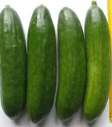 Насіння огірка Бейбі F1 п.о. 1 тис. насінин (Semo)