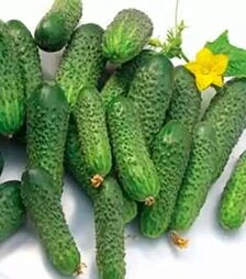 Семена огурца Нейлина F1, п.е. 1 тыс. семян (Nunhems)