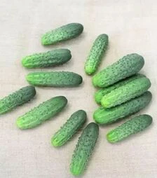 Семена огурца Альянс F1, п.е. 25 тыс. семян (Bejo)