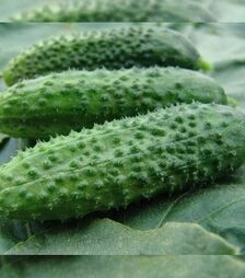 Насіння огірка Зузана F1, 1 кг (Moravoseed)