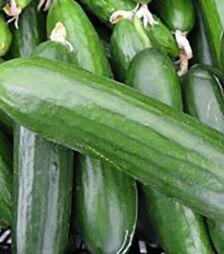 Семена огурца Яни F1, п.е. 1 тыс. семян (Rijk Zwaan)