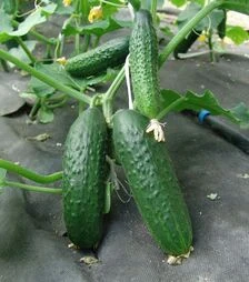 Семена огурца Толстой F1, 1 кг (Moravoseed)