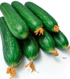 Семена огурца Мева F1, п.е. 1 тыс. семян (Rijk Zwaan)