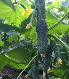 Насіння огірка 14015 F1, п.о. 1 тис. насінин (Spark Seeds)