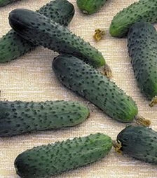 Семена огурца Меренга F1, п.е. 1 тыс. семян (Seminis)