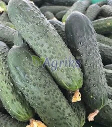 Семена огурца Уникум F1, п.е. 1 тыс. семян (Spark Seeds)