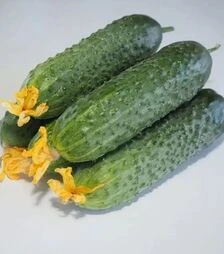 Семена огурца Мадейра F1, п.е. 1 тыс. семян (Seminis)