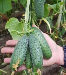 Семена огурца Мадрилене F1, п.е. 1 тыс. семян (Seminis)