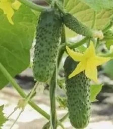 Семена огурца Авенсис F1, п.е. 1 тыс. семян (NongWoo Bio)