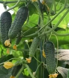 Семена огурца Кантара F1, п.е. 250 семян (Rijk Zwaan)