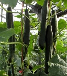 Насіння огірка Виста F1, п.о. 100 насінин (Semo)