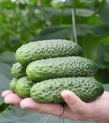 Насіння огірка СВ 4097 F1, п.о. 250 насінин (Seminis)