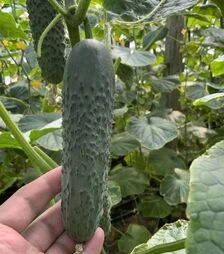 Семена огурца Америго F1, п.е. 1 тыс. семян (Clause)