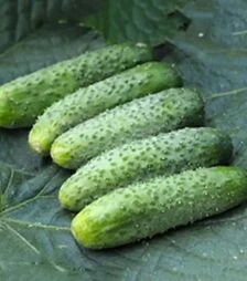 Семена огурца Гермина F1, 1 кг (Moravoseed)