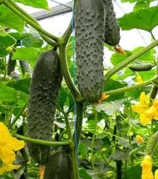 Семена огурца Мозаик F1, п.е. 250 семян (Yuksel Tohum)