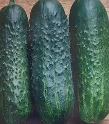 Семена огурца Уоргебирдштраубен, 250 г (Satimex)