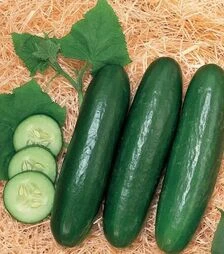 Семена огурца Зена F1, п.е. 1 тыс. семян