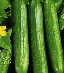 Семена огурца Салим F1, п.е. 1 тыс. семян (NongWoo Bio)