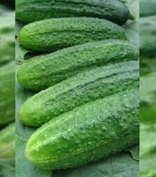 Семена огурца Аскольд F1, п.е. 1 тыс. семян (Moravoseed)